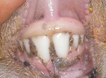 teeth5