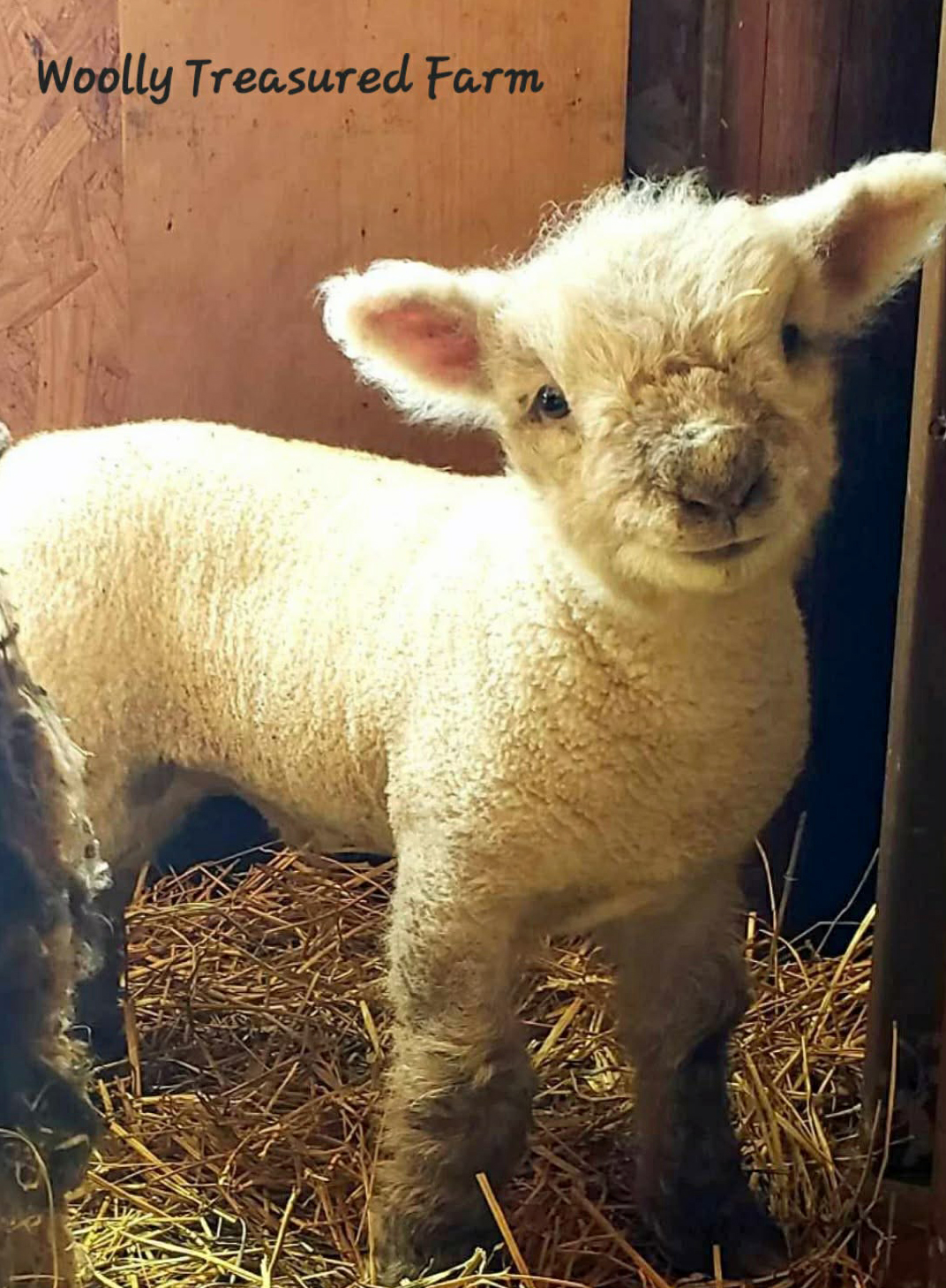 Woolly Treasured Farm